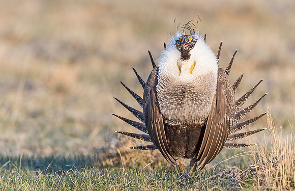 Sage_grouse_Walden_2015_17