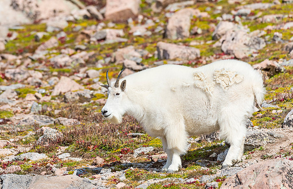 Mountain_goat_Mt_Evans_2015_5