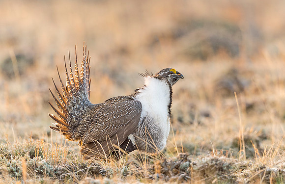 Sage_grouse_Walden_2015_10