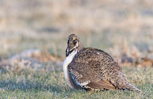 Sage_grouse_Walden_2015_15