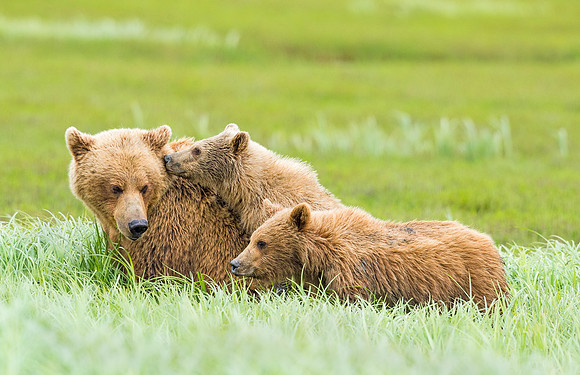 Brown_bear_McNeil_2015_24