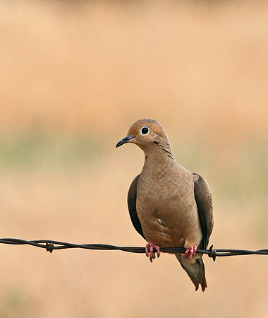 Mourning Dove on Pawnee