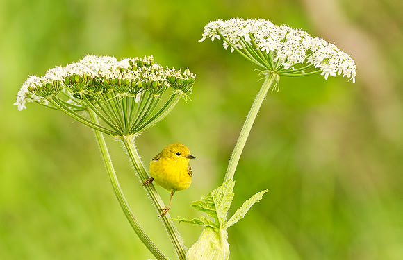 Yellow_warbler_McNeil_2015_1