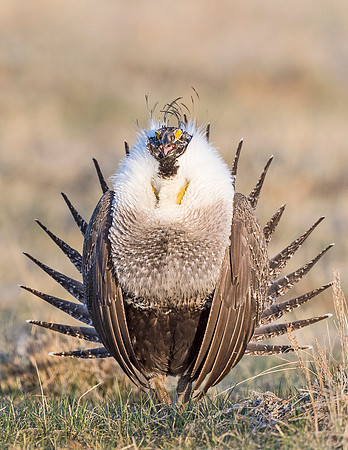 Sage_grouse_Walden_2015_16