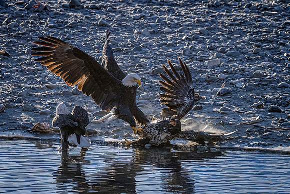 Bald_eagle_Haines_2024_4