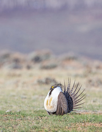 Sage_grouse_Walden_2015_21