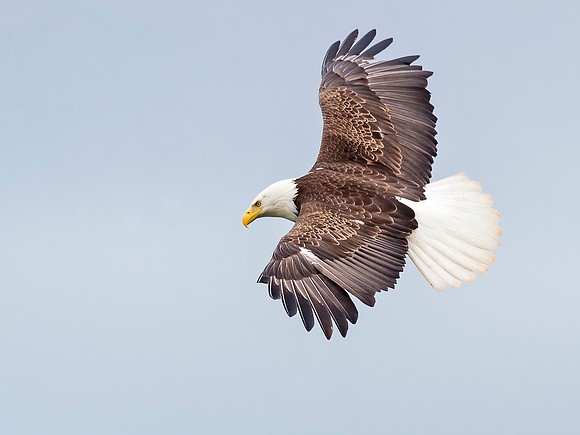 Bald_eagle_McNeil_2015_2