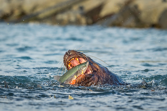 Steller_sea_lion_Valdez_2016_1