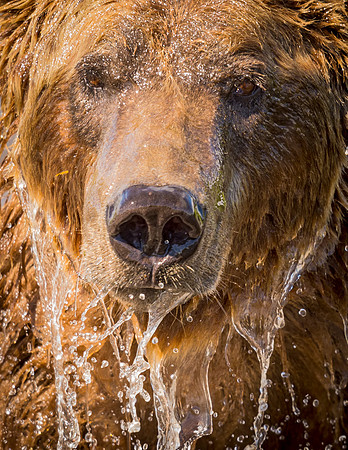 Brown_bear_McNeil_River_2015_12