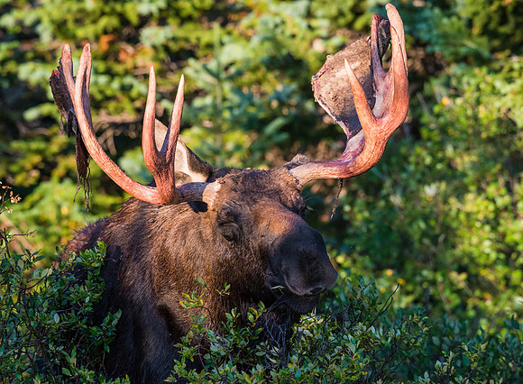 Moose_48
