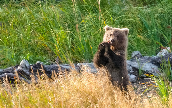 Brown_Bear_Cub_HB_5