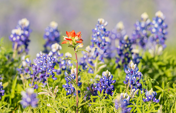 Bluebonnets_Texas_2016_6