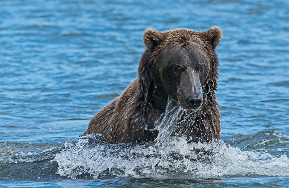 Brown_Bear_HB_10