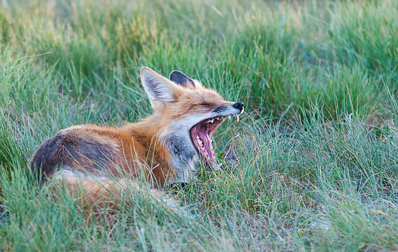 Red_Fox_38