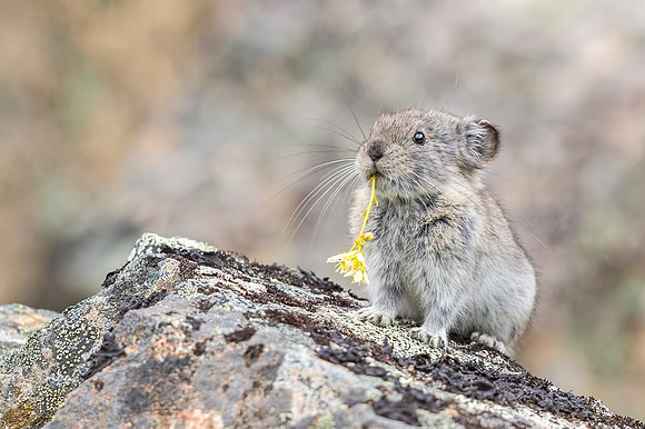 Collared_pika_Hatcher_Pass_2016_2