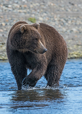 Brown_Bear_HB_13