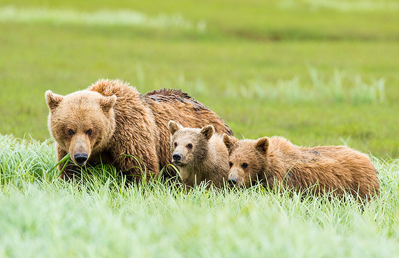 Brown_bear_McNeil_2015_25