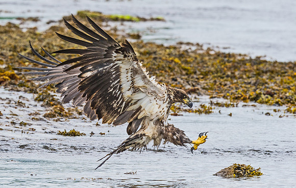 Bald_eagle_DH_24