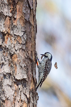 Red-cockaded_woodpecker_Big_Branch_Marsh_NWR_2016_1