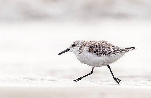 Sanderling_Grand_Isle_2016_2