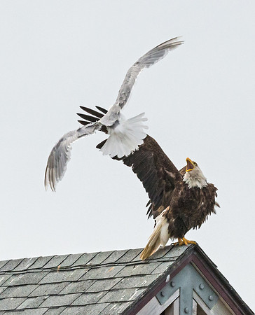 Bald_eagle_Homer_8