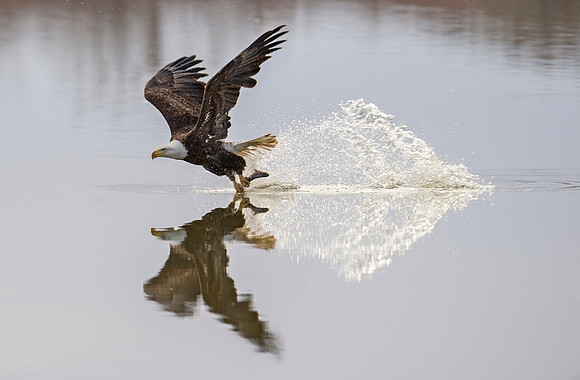 Bald_eagle_91