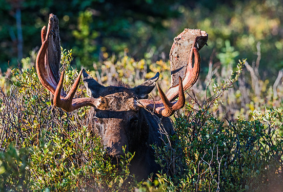 Moose_28