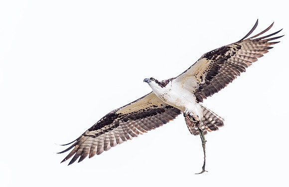 Osprey_Longmont_2016_1_final