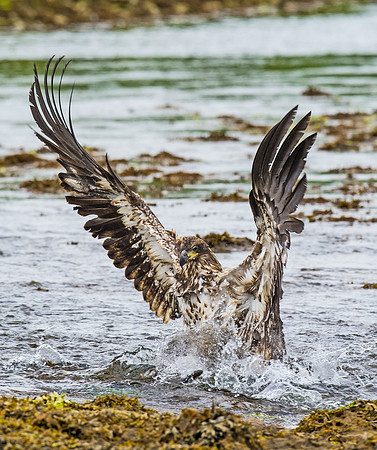 Bald_eagle_DH_22