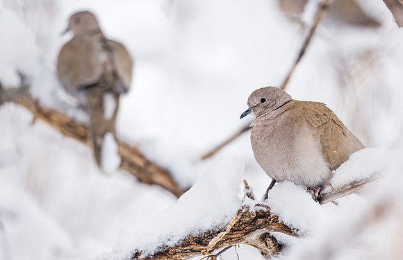 Ring-necked_dove_2016_2