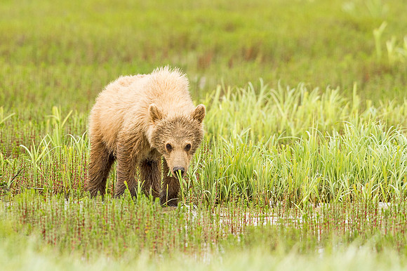 Brown_bear_McNeil_2015_17