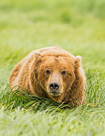 Brown_bear_McNeil_2015_19
