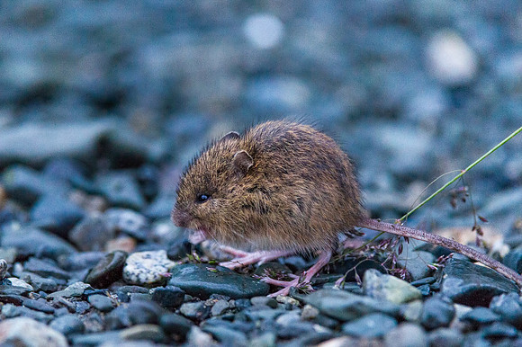 Meadow_jumping_mouse_McNeil_2015_1