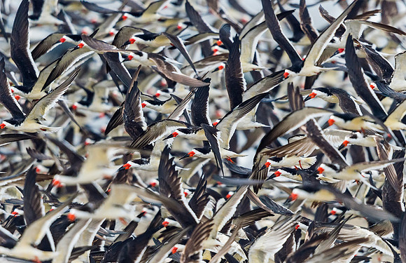 Flock_Grand_Isle_2016_3