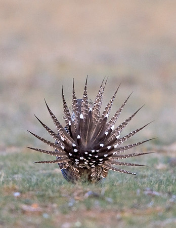 Sage_grouse_Walden_2015_4