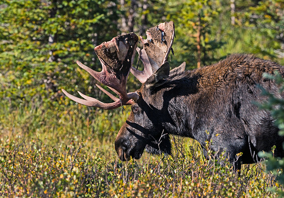 Moose_25
