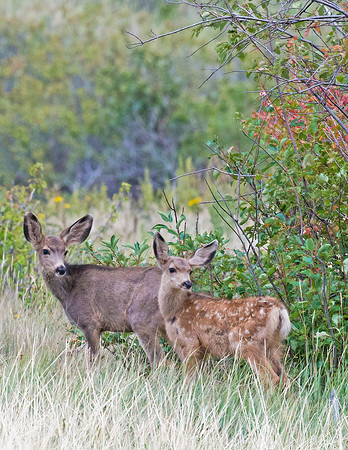 Mule_Deer_Fawn_33