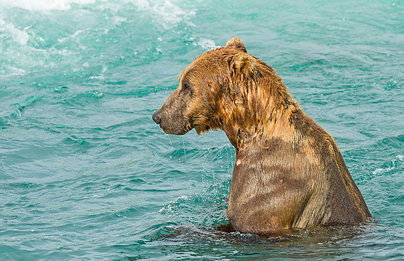 Brown_bear_McNeil_2015_14