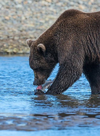 Brown_Bear_HB_12