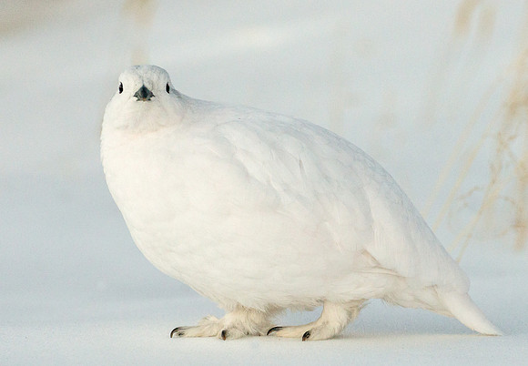 White-tailed_ptarmigan_27