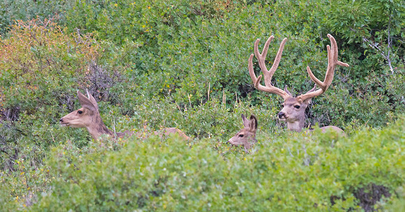 Mule_Deer_family_24