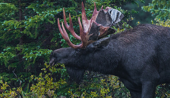 Moose_41