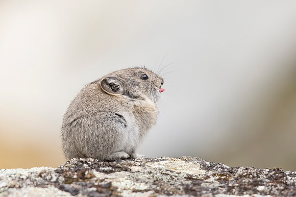 Collared_pika_Hatcher_Pass_2016_4