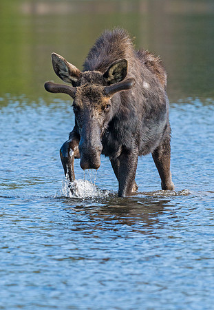 Moose_11