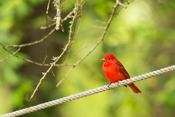 Summer_tanager_GI_2016_2