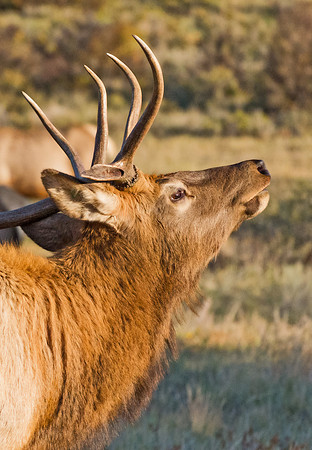 Elk_10