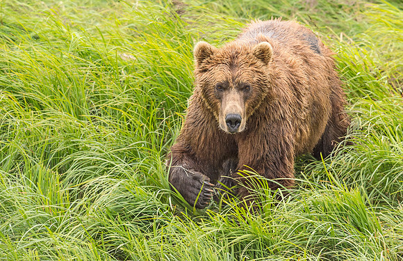 Brown_bear_McNeil_2015_31