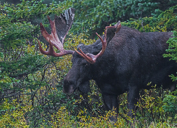 Moose_40