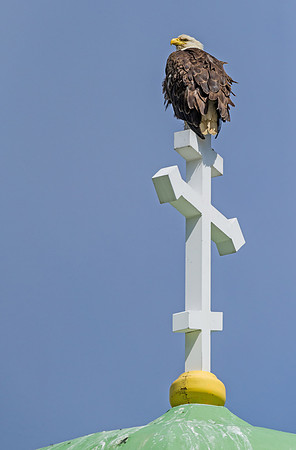 Bald_eagle_DH_25