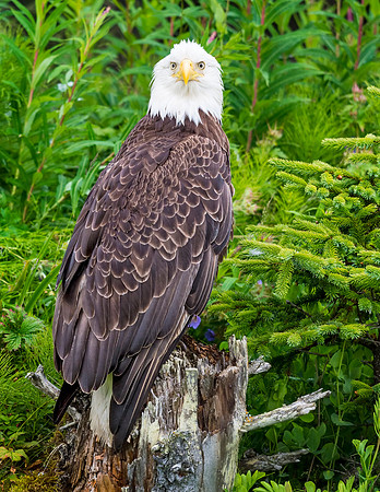 Bald_eagle_Anchor_Point_2016_8